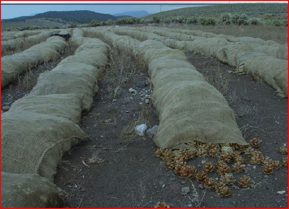 Harvest Pine Nuts